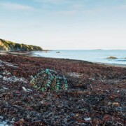 Bannow Bay