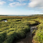 Bannow Island