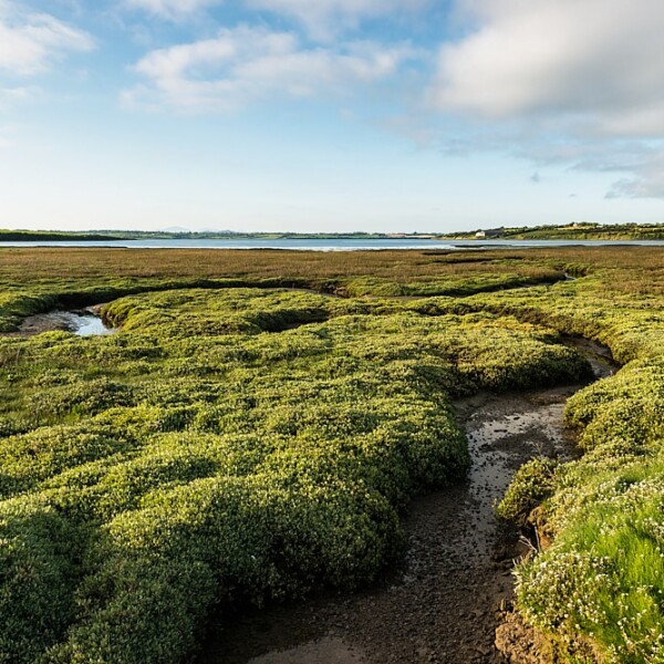 Bannow Island