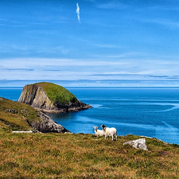 Bird Island