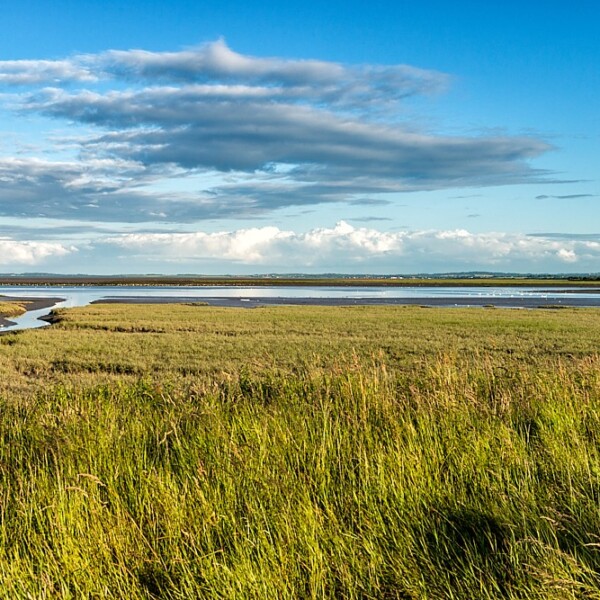 Carrig Cultra Wetlands