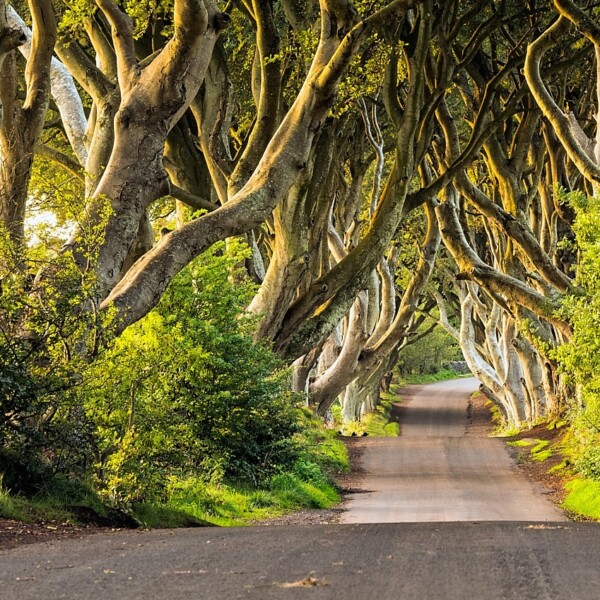 Dark Hedges