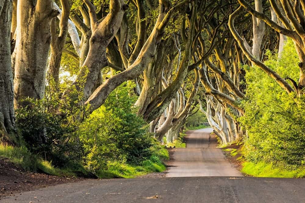 Dark Hedges