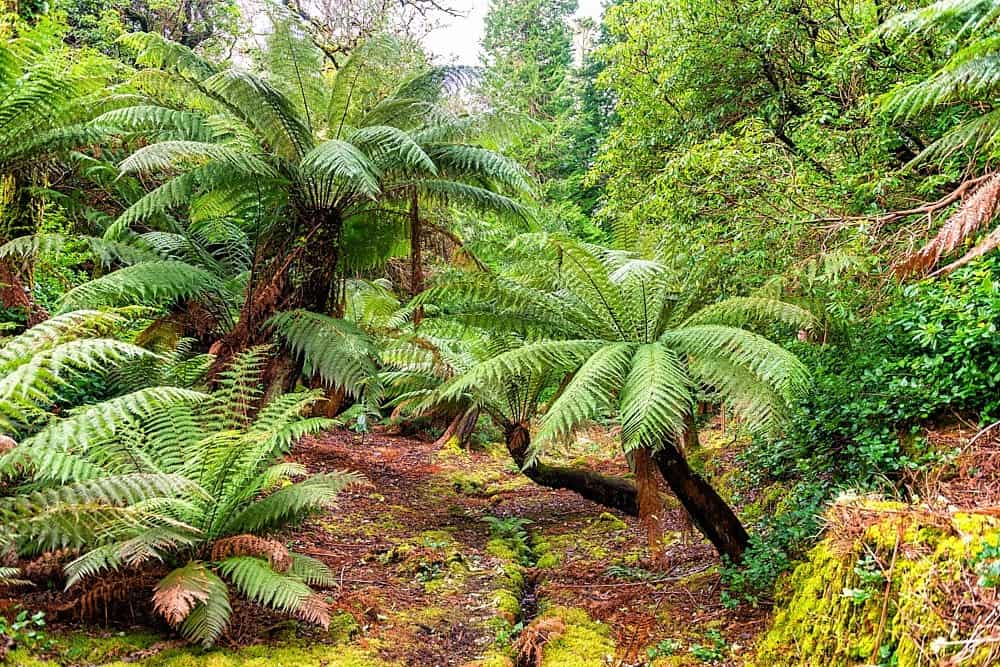 Derreen Garden