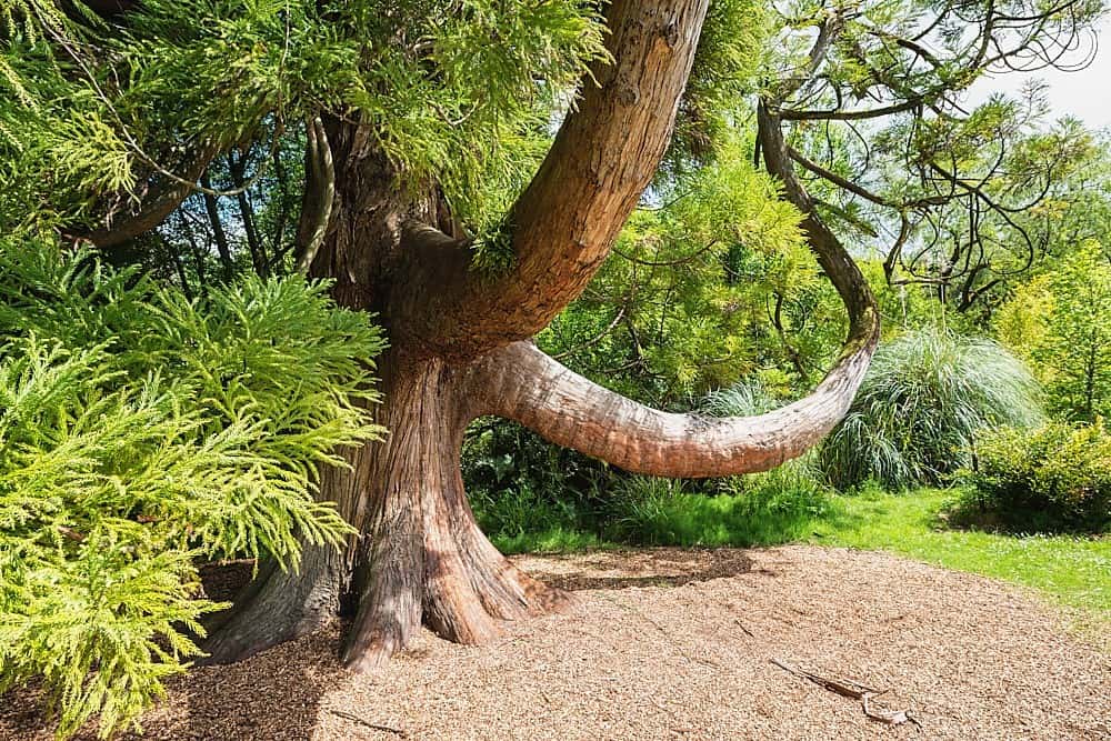 Fota Arboretum & Gardens