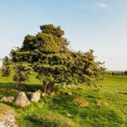 Hill of Uisneach