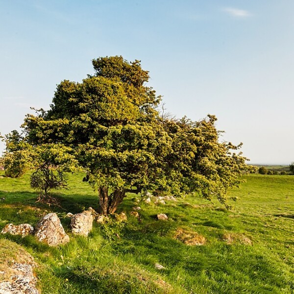 Hill of Uisneach