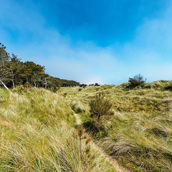 Raven Wood Nature Reserve