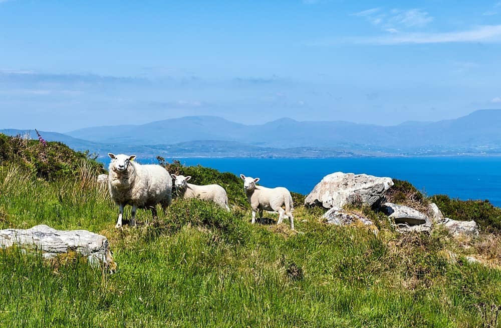 Schafe - Sheep's Head Peninsula