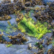 St. Patrick's Footprint