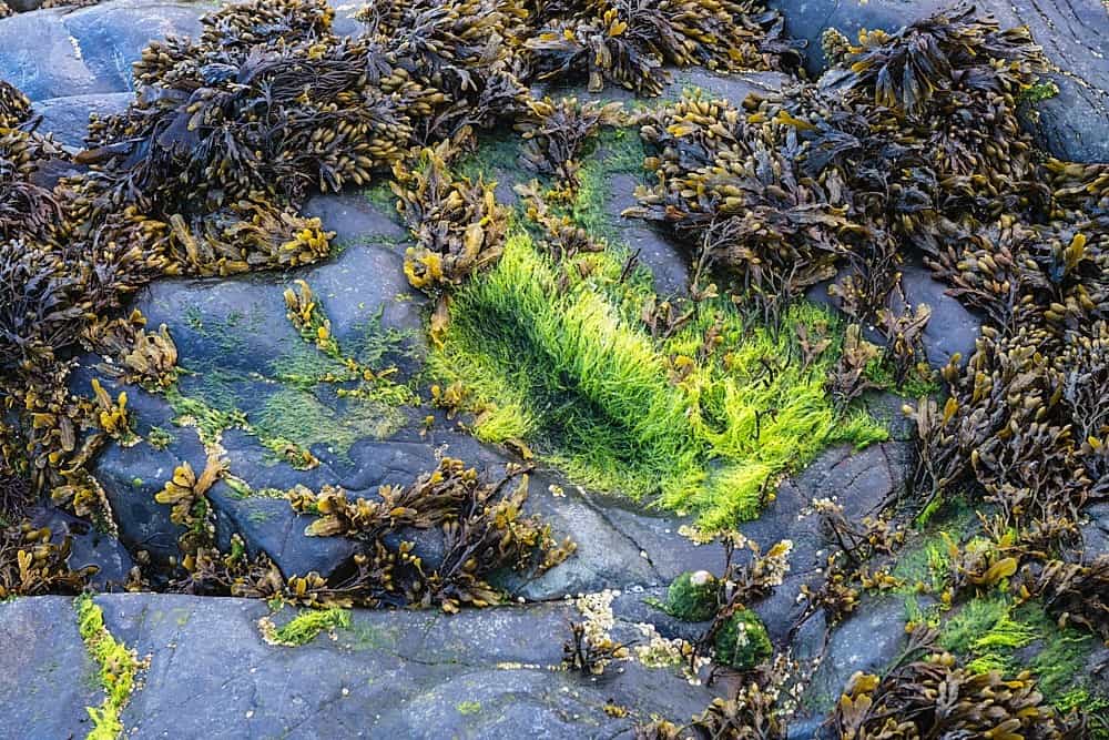 St. Patrick's Footprint