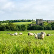Tintern Abbey