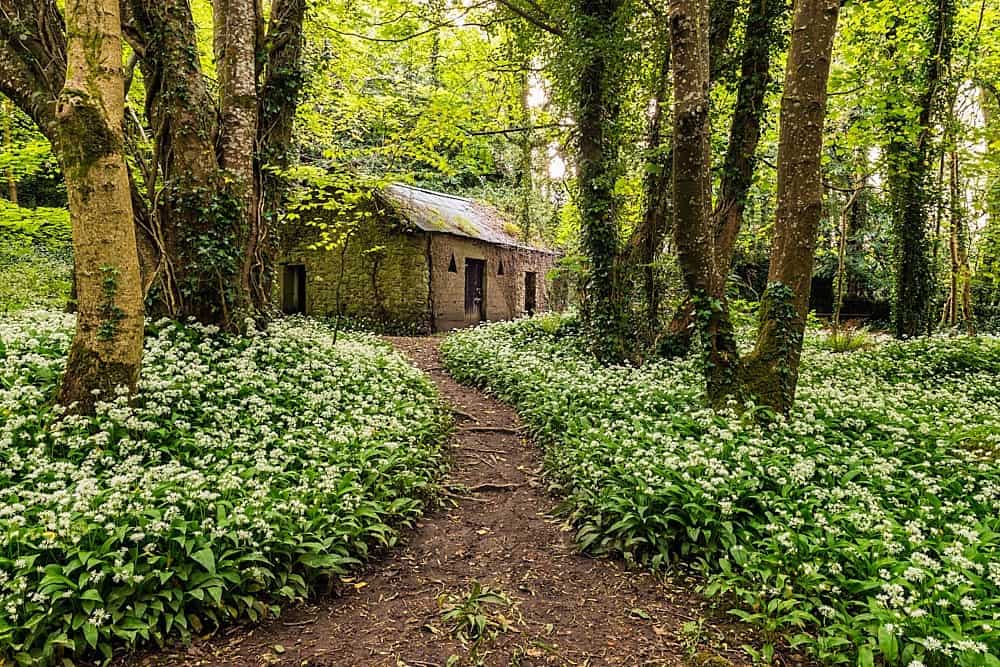 Tintern Forest