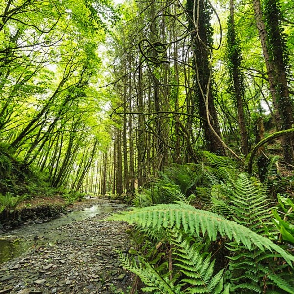 Tracton Woods