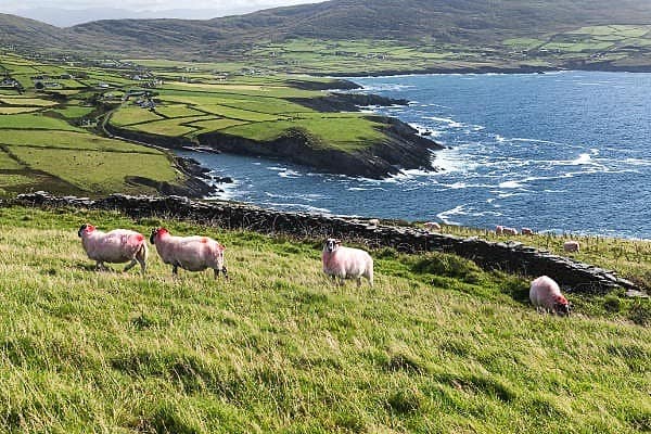 Ring of Kerry Tour